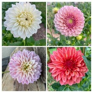 Dahlia collection